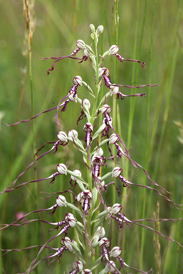 Himantoglossum adriaticum – Adria-Riemenzunge